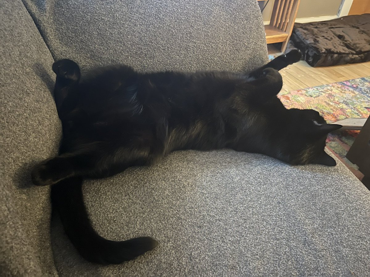 drivesbarefoot's tweet photo. I think my cat is broken 🤣 https://t.co/vECQyLcP7H
