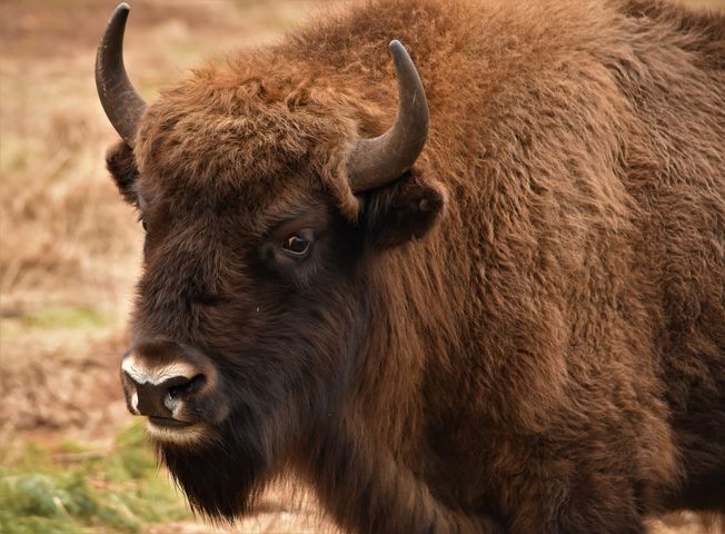 Ik zie je wel 😉
Tijdens de kerstvakantie iets leuks doen? Ga mee op excursie met een gids en ga Wisenten spotten. Helemaal BISONder met wat winters weer!

Reserveren kan via wisentopdeveluwe.nl/reserveren

📸 <a href="/BrigitteRadius/">Brigitte Radius</a>