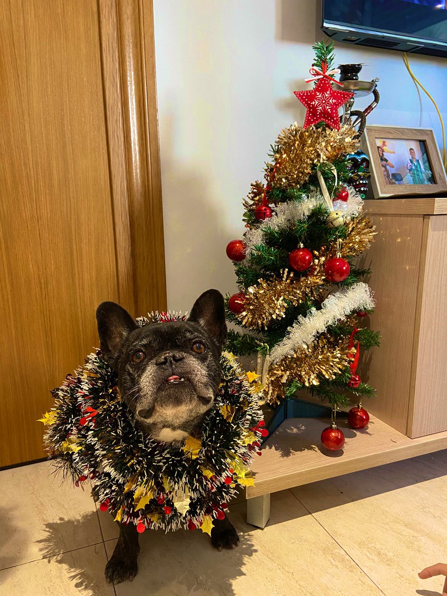 Raul25gimenez's tweet photo. Urko adora la navidad🎄😂 https://t.co/qNKcjJonuI