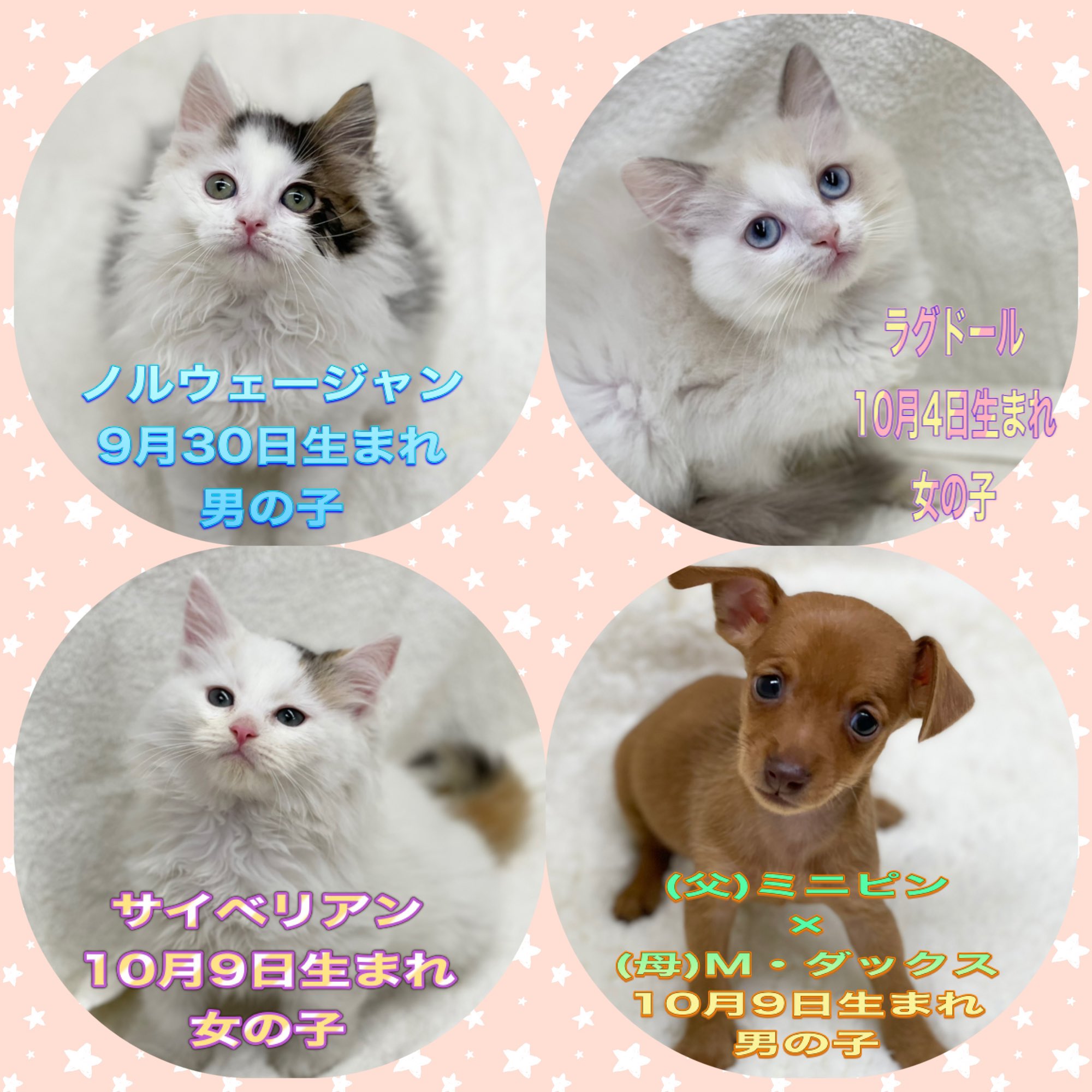 かねだい桶川店 今週入舎のワンちゃん ネコちゃん 販売開始しましたら ブログ ペットステーション かねだい犬 猫検索サイトなどに詳細をアップ致します もうしばらく お待ちください 人 T Co Rrv9ncwmti Twitter