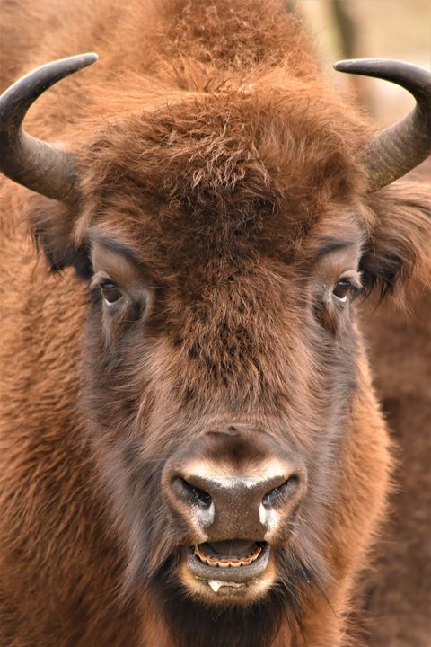Gelukkig nieuwjaar! Ook dit jaar bieden wij unieke excursies met een ervaren gids aan! Samen gaan jullie op zoek naar de indrukwekkende kudde Wisenten.

Reserveer snel de laatste plekjes via wisentopdeveluwe.nl/reserveren

📸 <a href="/BrigitteRadius/">Brigitte Radius</a>