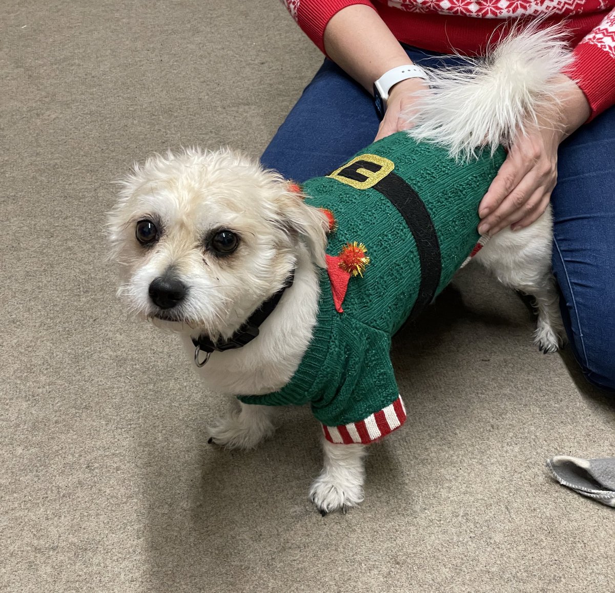 preloved_tech's tweet photo. Nala the office dog is looking very christmassy today, bringing a smile to everyone’s faces! 
#elfdog #officedog https://t.co/vzNkJD533G