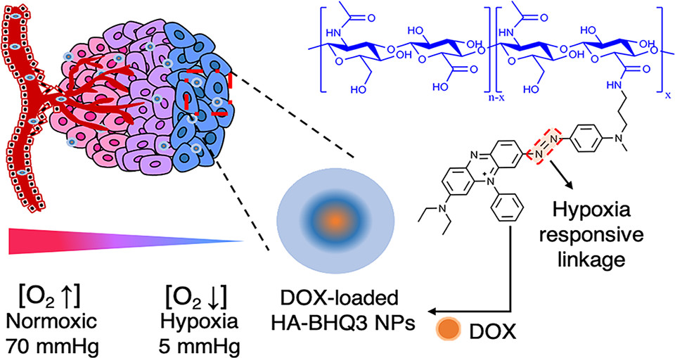 BioconjChem's tweet photo. #Smart #chemotherapeutics can improve cancer selectivity and reduce toxic side-effects. Le et al at #ntust #ntou now describe nanocarriers that release their cargo in the hypoxic pockets of 4T1 tumors, killing cancer cells and reducing tumor burden.
https://t.co/6b47RpMuvz https://t.co/rXdnxdWGj8