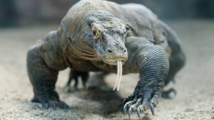 AshishKrCrypto's tweet photo. @galaxy_sidus KOMADO 

is my suggestion because it's very similar to KOMODO DRAGON https://t.co/IOXfSk68YA