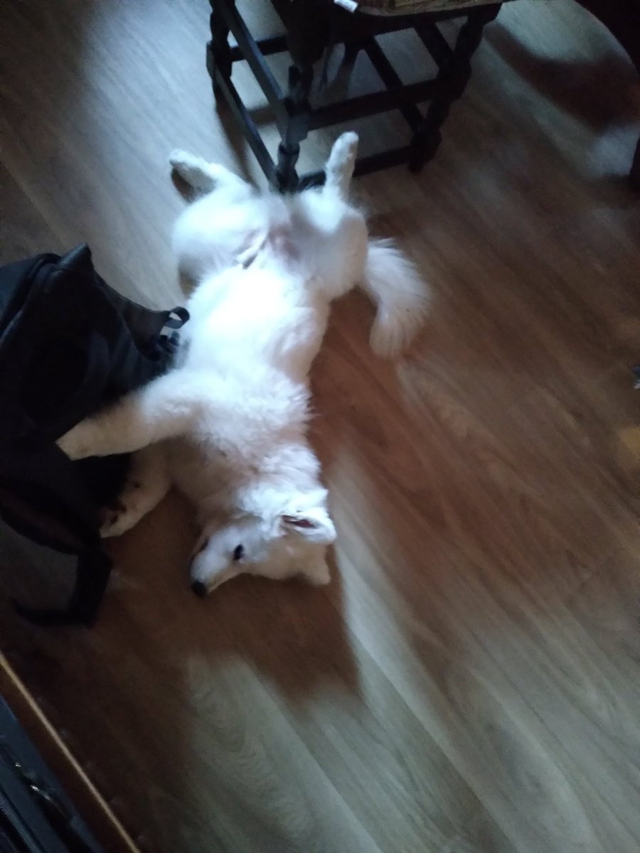 germus1949's tweet photo. Even een ontspannen plaatje.... #Samojeed pup https://t.co/G0pep7nQ82