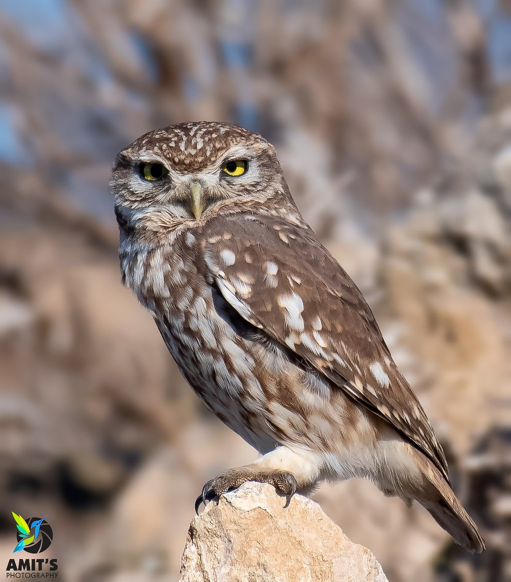 asharma555's tweet photo. Little Owl
#birds #PhotoOfTheDay #birdphotography #BirdTwitter #IndiAves #NaturePhotography #BirdsSeenIn2021 #beauty #naturelover #natgeo #nikonasia #avibase #birds_lover #bestbirdshots #birdportrait #birdsofmorocco #photography #birding #birdlovers https://t.co/ikHZq8IWNP