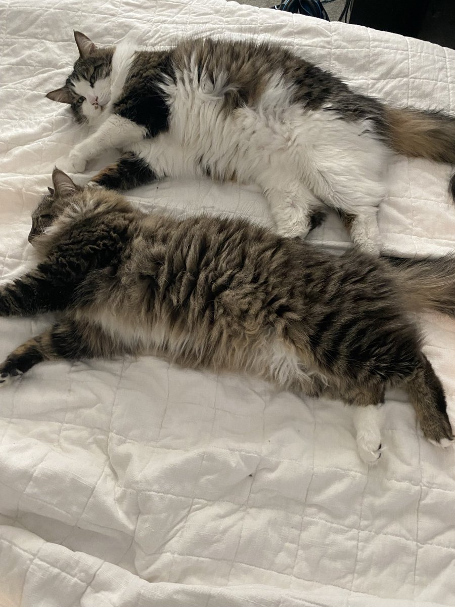 _elloyd's tweet photo. @murphy_the_gr8 @SerenaEGolden Clones 🌝 https://t.co/gvdMmc7qco