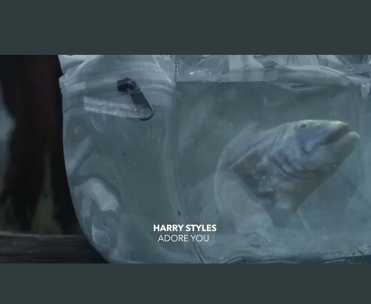 bronte379's tweet photo. Harry2周年おめでとう🎉
透明リュックに魚🐟良い意味で衝撃だったしMVに日本語訳付けてくれたの感激だった❤️😭😭
Erodaのアカウントも遊びゴコロが嬉しかった💞
#2YearsofAdoreYou
#HarryStyles https://t.co/uG4XZQrLPY