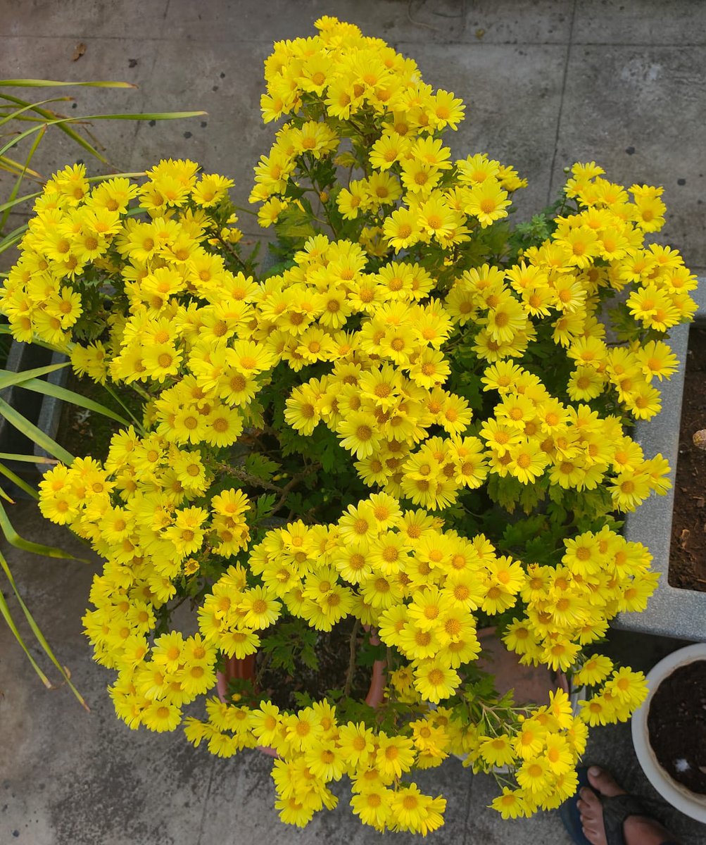 AanganGarden's tweet photo. @UrvashiDehradun Here are some more. https://t.co/7ykgwFjc7G
