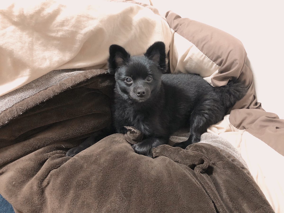 NNFAMILYnnn's tweet photo. おやすみ(K.O.)

お布団の勝ち

#ポメラニアン
#犬のいる暮らし
#犬のいる幸せ
#モフモフのお友達
#四本足のお友達 https://t.co/N2iSRV5AxQ