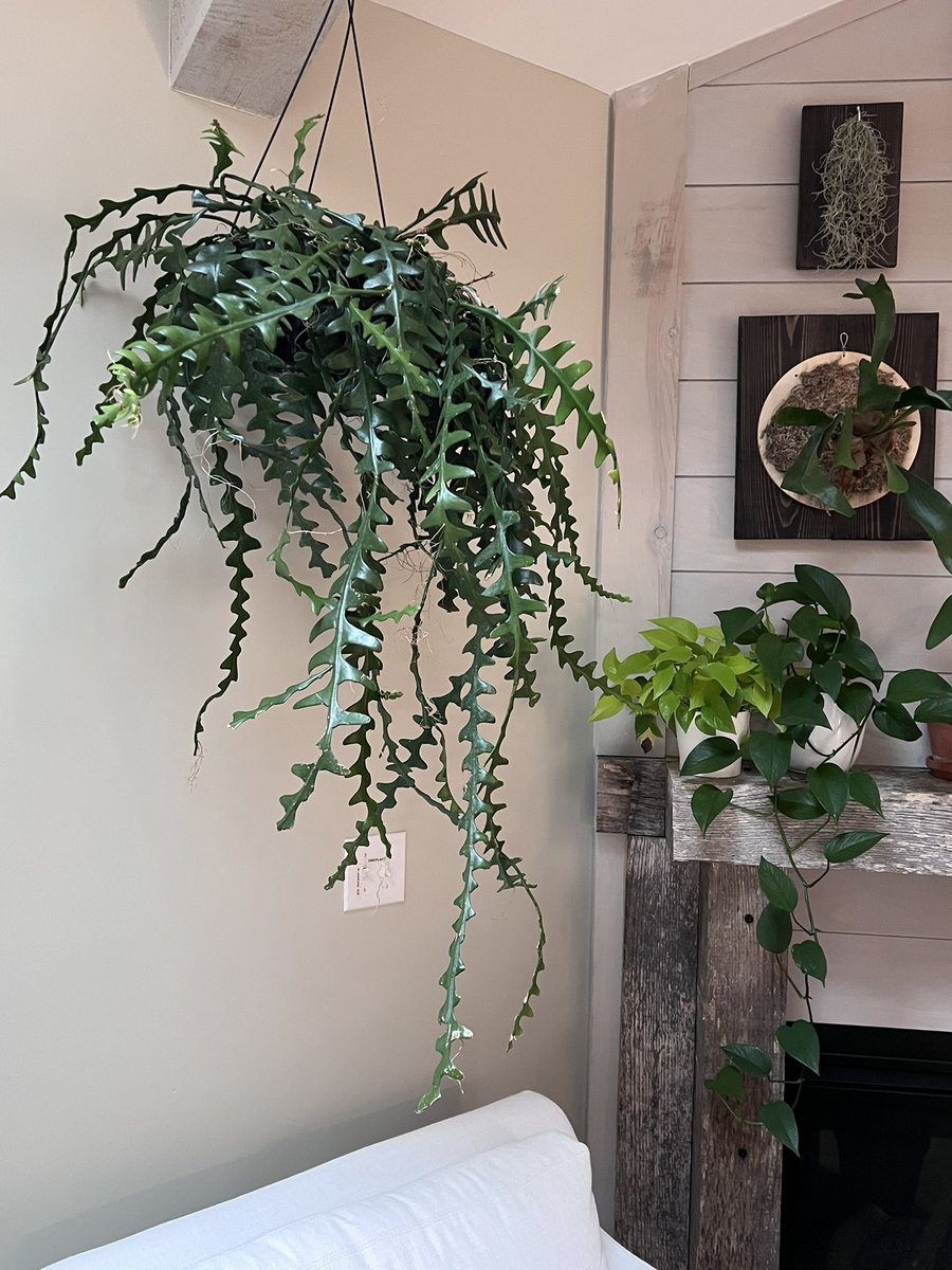 tylermossop's tweet photo. In this case, bigger is better! #FishboneCactus #PlantTwitter #HousePlants #Giant https://t.co/27d2TiGnMo