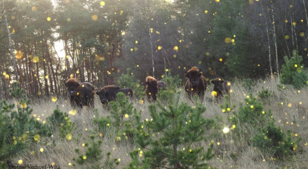 De hele kudde en natuurlijk het hele team van Stichting Wisent op de Veluwe wenst iedereen een hele fijne kerst en een prachtig uiteinde. Maak er samen een heel goed 2022 van!

Ook in 2022 staan we weer voor jullie klaar tijdens de excursies!

📸 <a href="/Yvonverhoefwitz/">Yvonne Verhoef-witz</a>