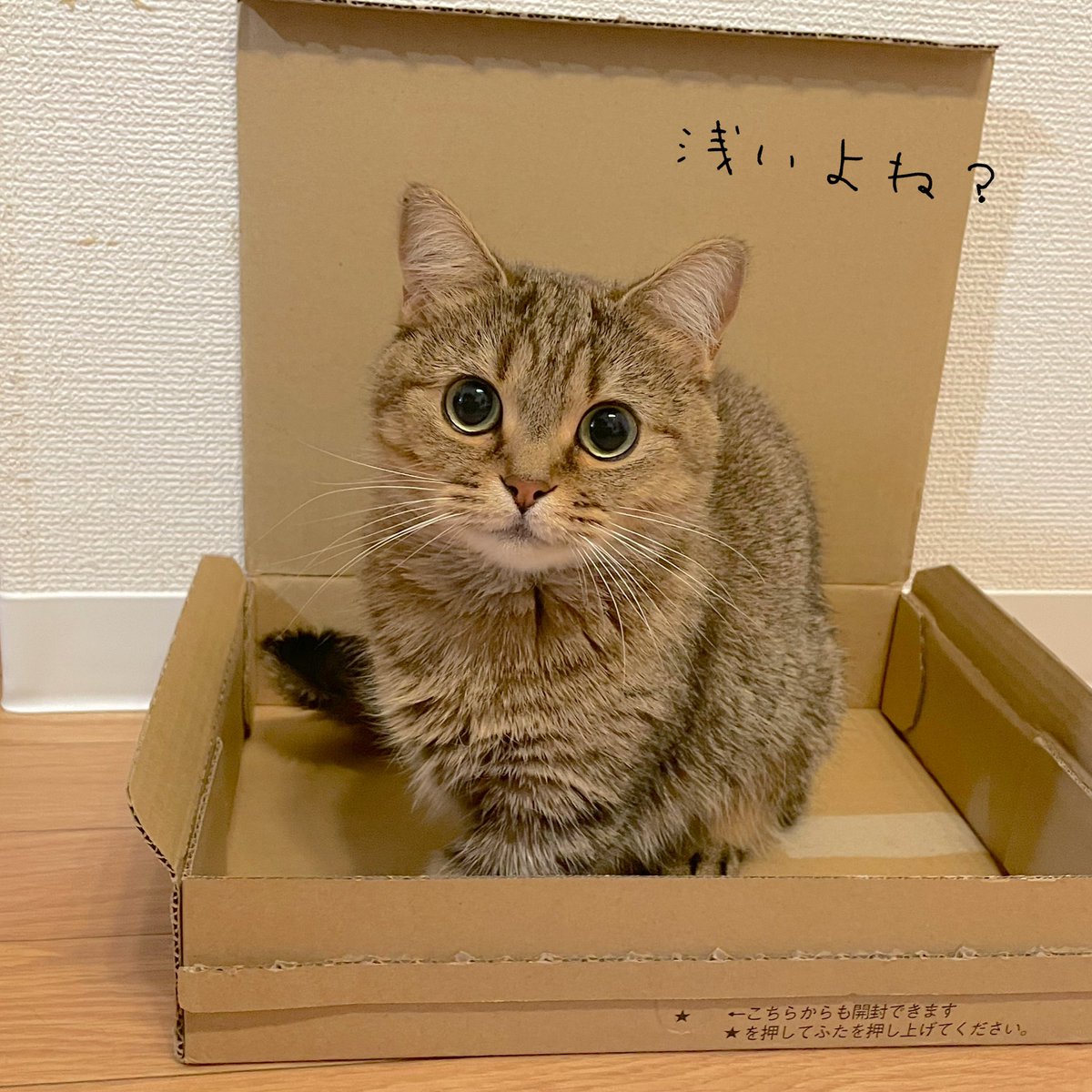 KinakoNeko_mxp's tweet photo. 浅くても入っちゃうのがきなこだよね笑 https://t.co/tpUsGr3V5C