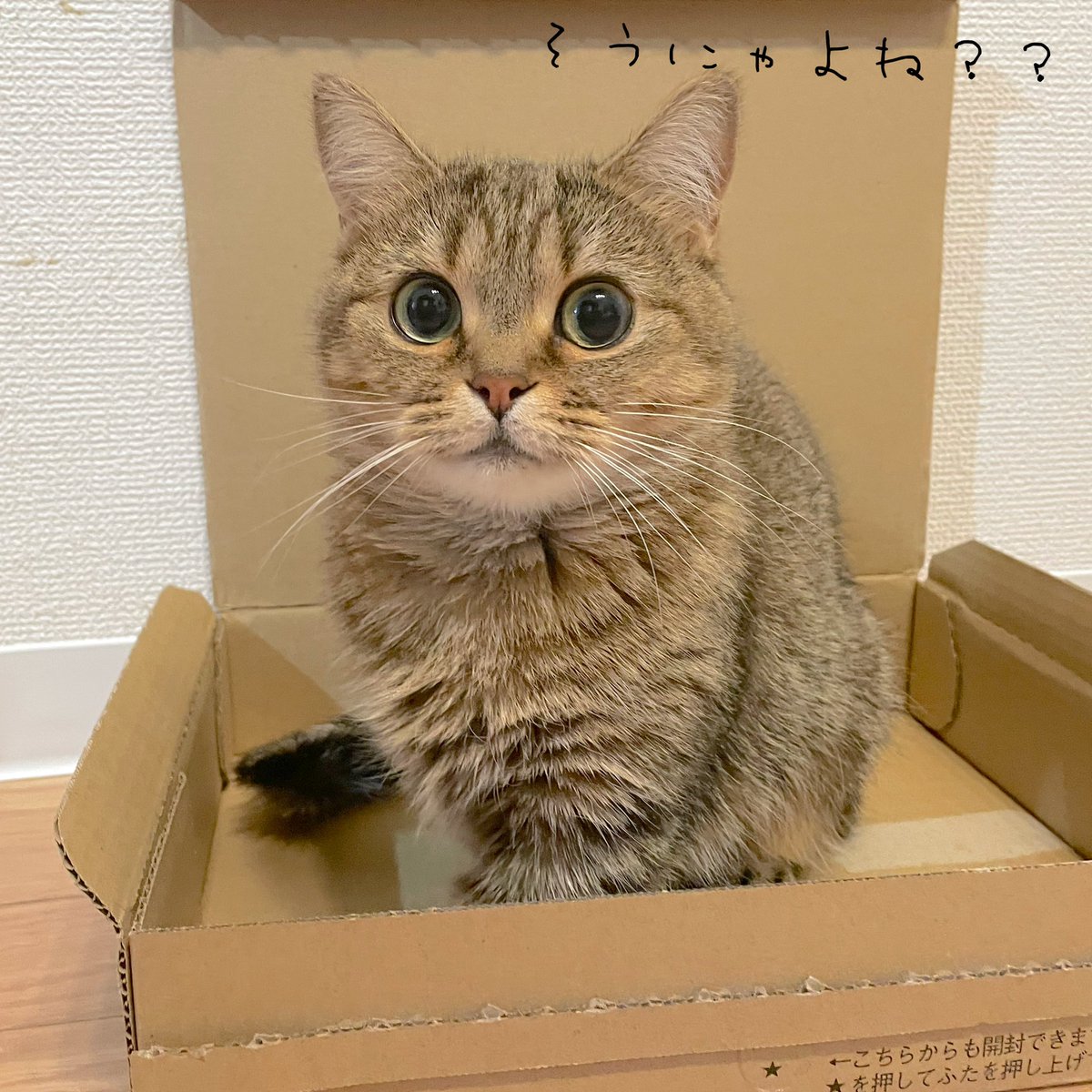 KinakoNeko_mxp's tweet photo. 浅くても入っちゃうのがきなこだよね笑 https://t.co/tpUsGr3V5C
