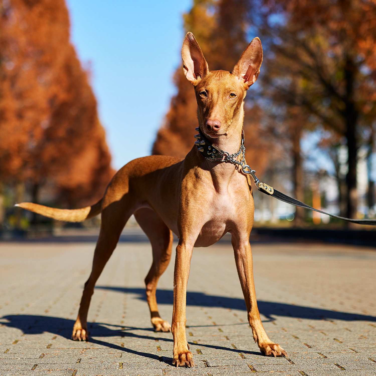 犬ラボ インスタ更新 ドッグランの近くに行った時はわんこ見たさに必ず立ち寄るんですが 行って衝撃 図鑑でしか見たことがない ファラオハウンドがいました 初めてドッグランの外から飼い主さんに話しかけてしまった 反省 でも素敵 ファラオハウンド