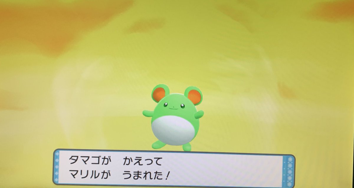 SAN__390's tweet photo. マリル特性ちからもち性格いじっぱり
神最高 https://t.co/ABTM2CvSmm