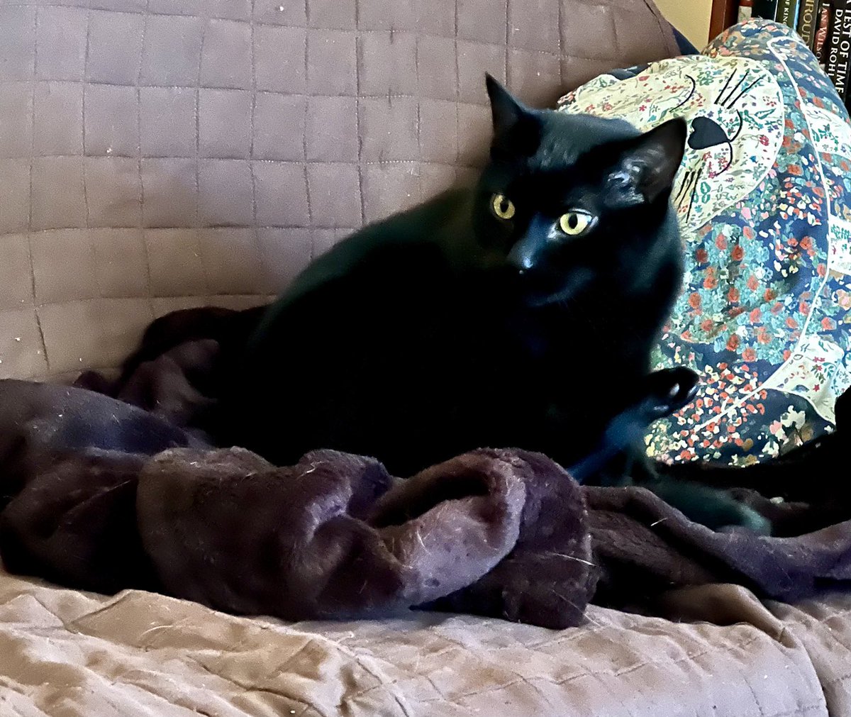 Ripley_DM's tweet photo. Is it safe? Is he here? Can I snooze on Ozzy's blanket? No Ozzy about it seems!

Check Ozzy's weekly purrs and meows on his blog: https://t.co/expOoOCNuM

Read all about Ozzy's and Tolkien's adventures at home on their comic, Life with Ozzy and Tolkien at: https://t.co/VYsSHbGTTA https://t.co/4usyW7PMoN