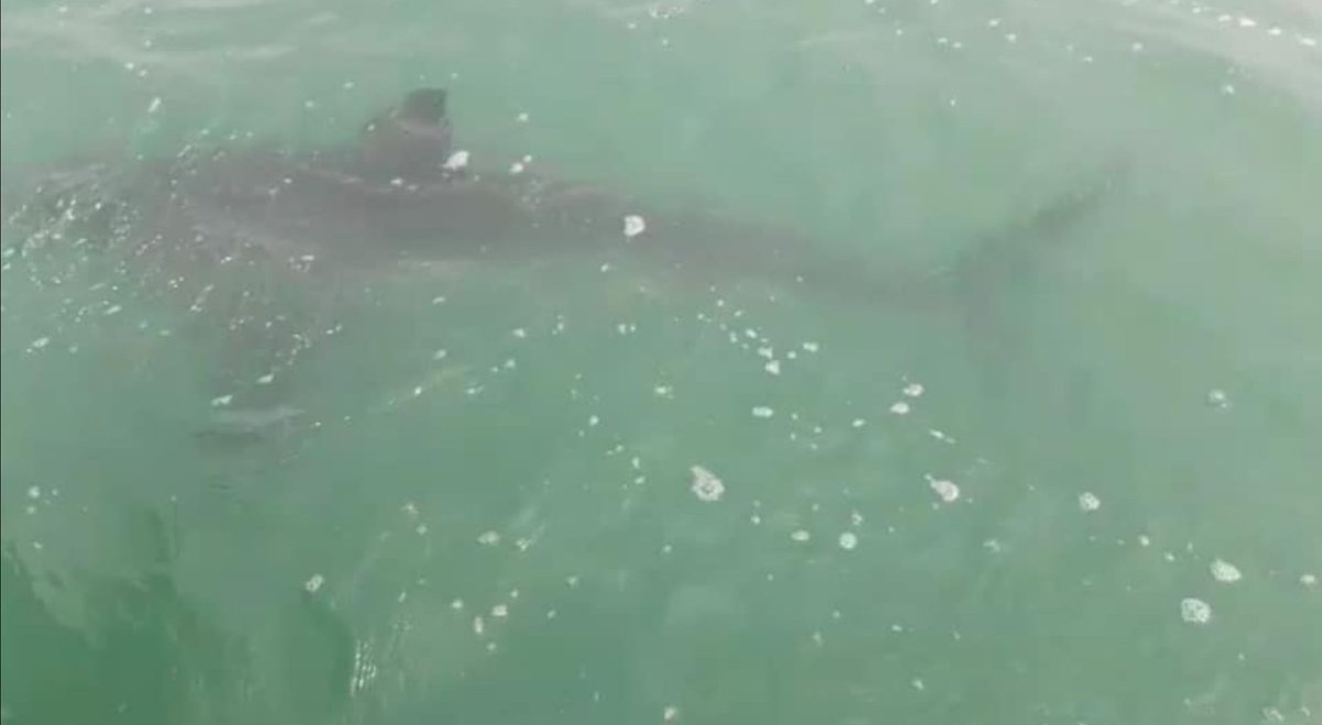 SharkPulse tweet media