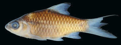 Varanussalvator's tweet photo. #FishABC: X is for Barbodes xouthos. Described in 2011, this barb is endemic to Brunei in northern Borneo. It appears to be restricted to the Tutong &amp; Belait districts, with the type series coming from Sungai Merimbun &amp; Tasek (Lake) Merimbun in Tutong.

📷: Kottelat &amp; Tan (2011) https://t.co/7ARMRJZt59