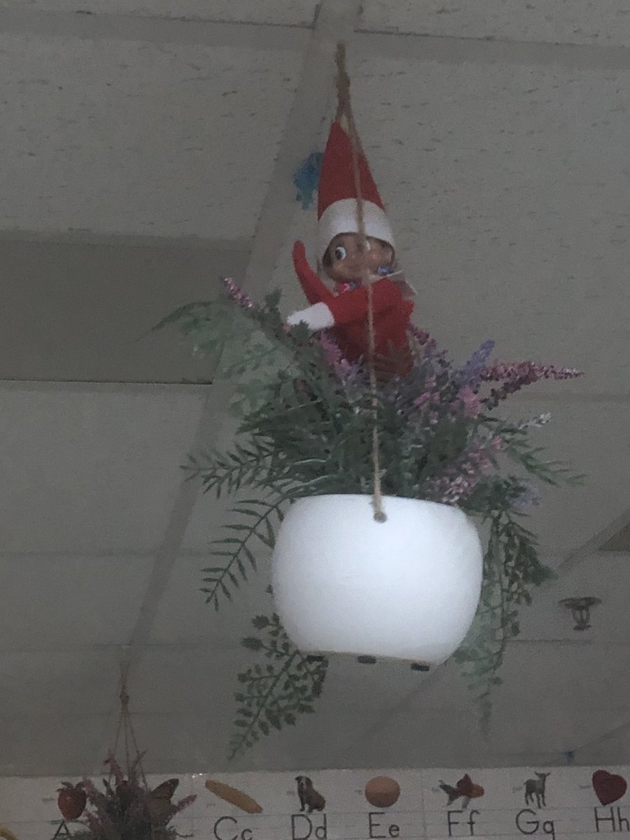 CarlissaBlackm1's tweet photo. We found Pedro smelling the roses in our ceiling plantππ #AWplay https://t.co/R6vjumdFEK