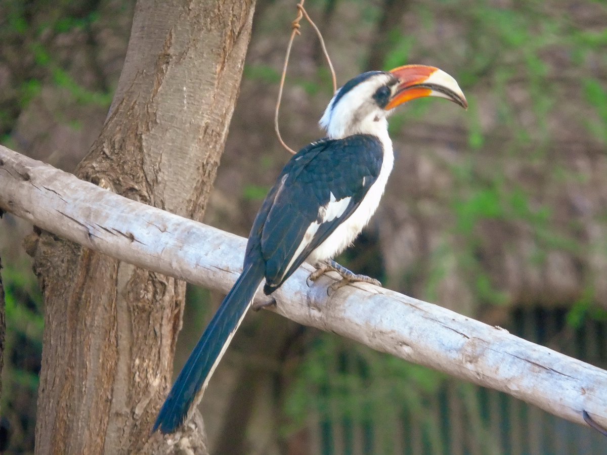 BirdsKenya's tweet photo. Male Von der Decken's Hornbill-Maneaters Tsavo.
#birding #birdwatching #nature #birdphotography #tembeakenya #magicalkenya. https://t.co/lKH4kfPCjp