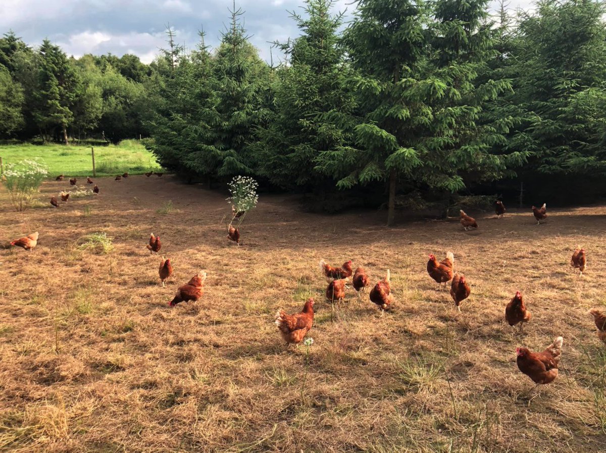 In order to serve up the most delicious dishes, we start with the freshest of ingredients!

<a href="/RabyEggs/">Raby Eggs</a> supply only the highest welfare, free-range &amp; local woodland eggs 🥰