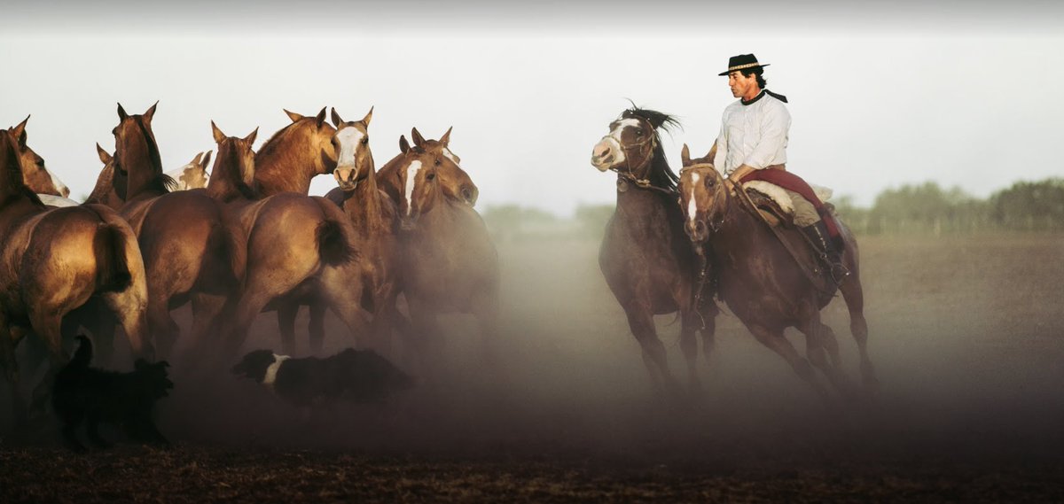 Google Argentina tweet media