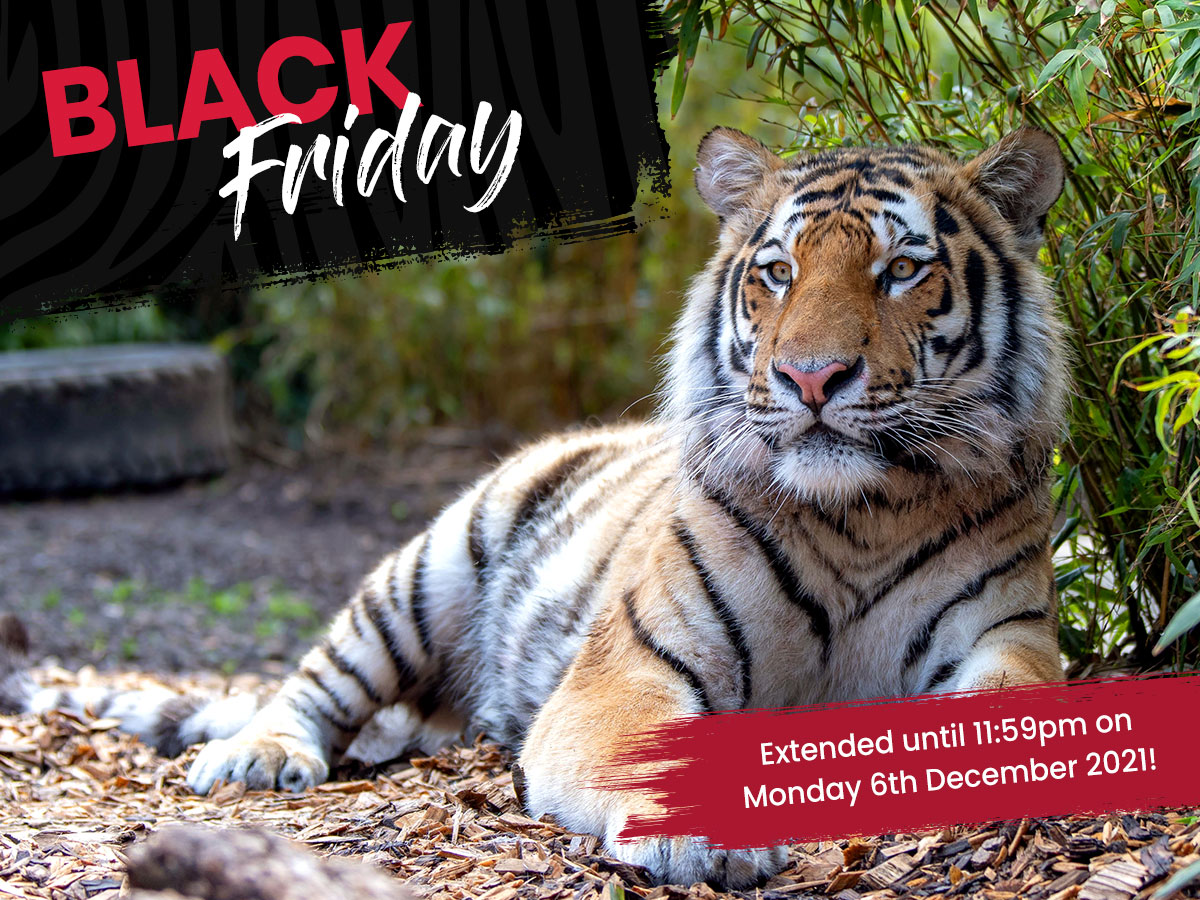 ColchesterZoo's tweet photo. Just 24 hours remain of our Black Friday deals! Enjoy 15% off Zoo Passes, Animal Adoptions, selected Animal Experiences, and our E-vouchers! Hurry offers end at 23.59pm tonight!🖤 #LastChanceToSave #ChristmasGifts

Buy now> https://t.co/Fo6TaM4ZO9 https://t.co/YnbO1CMXtY