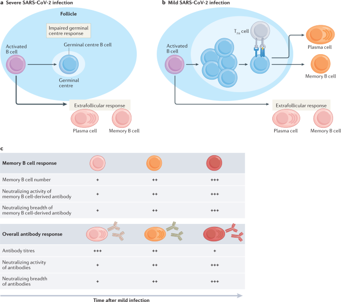 NatRevImmunol's tweet photo. The germinal centre B cell response to SARS-CoV-2 https://t.co/4fbQ2A0Drn https://t.co/BeqWdW0YKZ