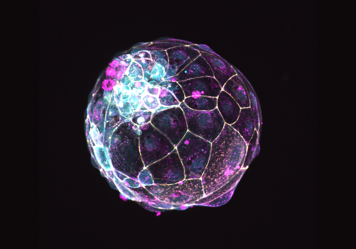 GENbio's tweet photo. Researchers have developed a model to study how human embryos form and implant into the uterus. They showed that #humanblastoids —structures that mimic the early human embryo— replicate key phases of early development of the human embryo. Learn more: https://t.co/kF6d4gAE8r https://t.co/uZtXlpohIe