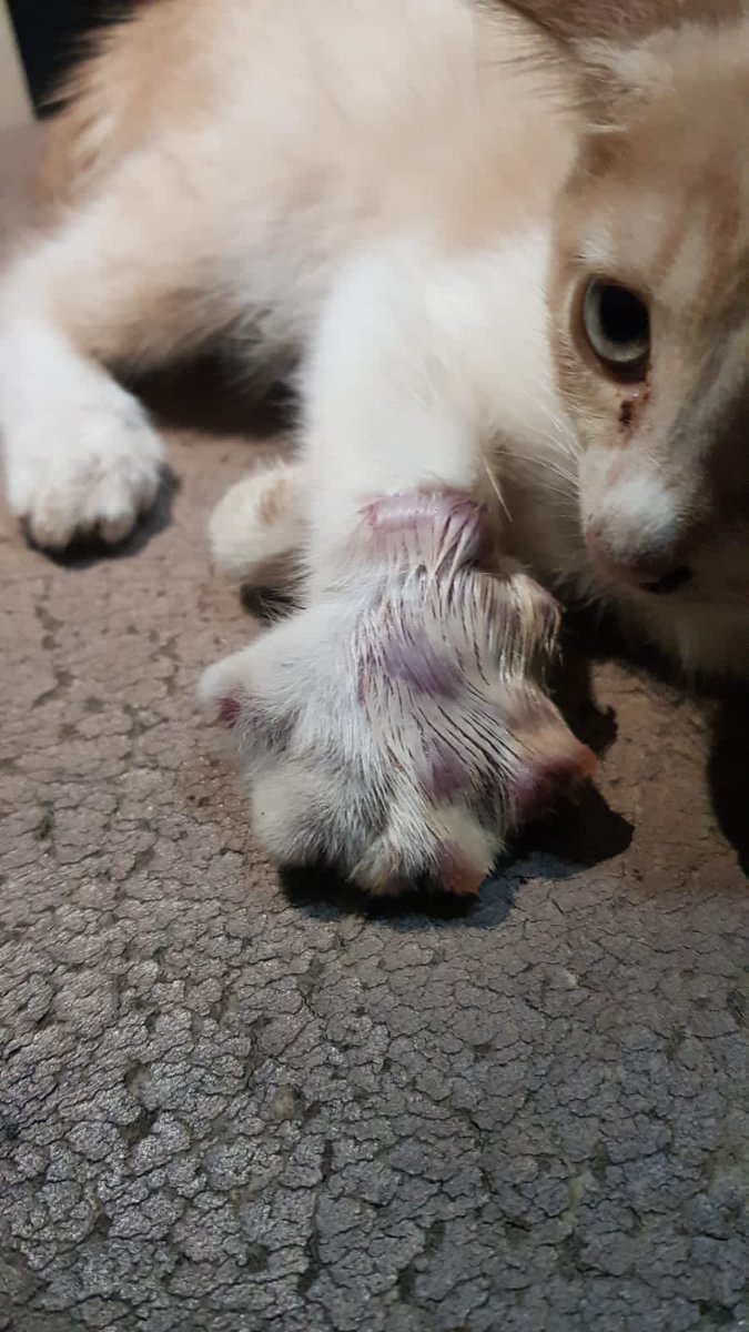 raingurll's tweet photo. Halo orang baikk, barusan aku nemu kucing lucu banget, dia kakinya bengkak, kayaknya patah dan gak bisa ngapa2in, dia juga terlantar. Aku namain dia mochi, bantu mochi yaa buat sembuhh, aku open donasi untuk mochi, bisa kirim ke rekening BCA 6281376974 atas nama Zsabrina Permata https://t.co/9ofY4RNLpU