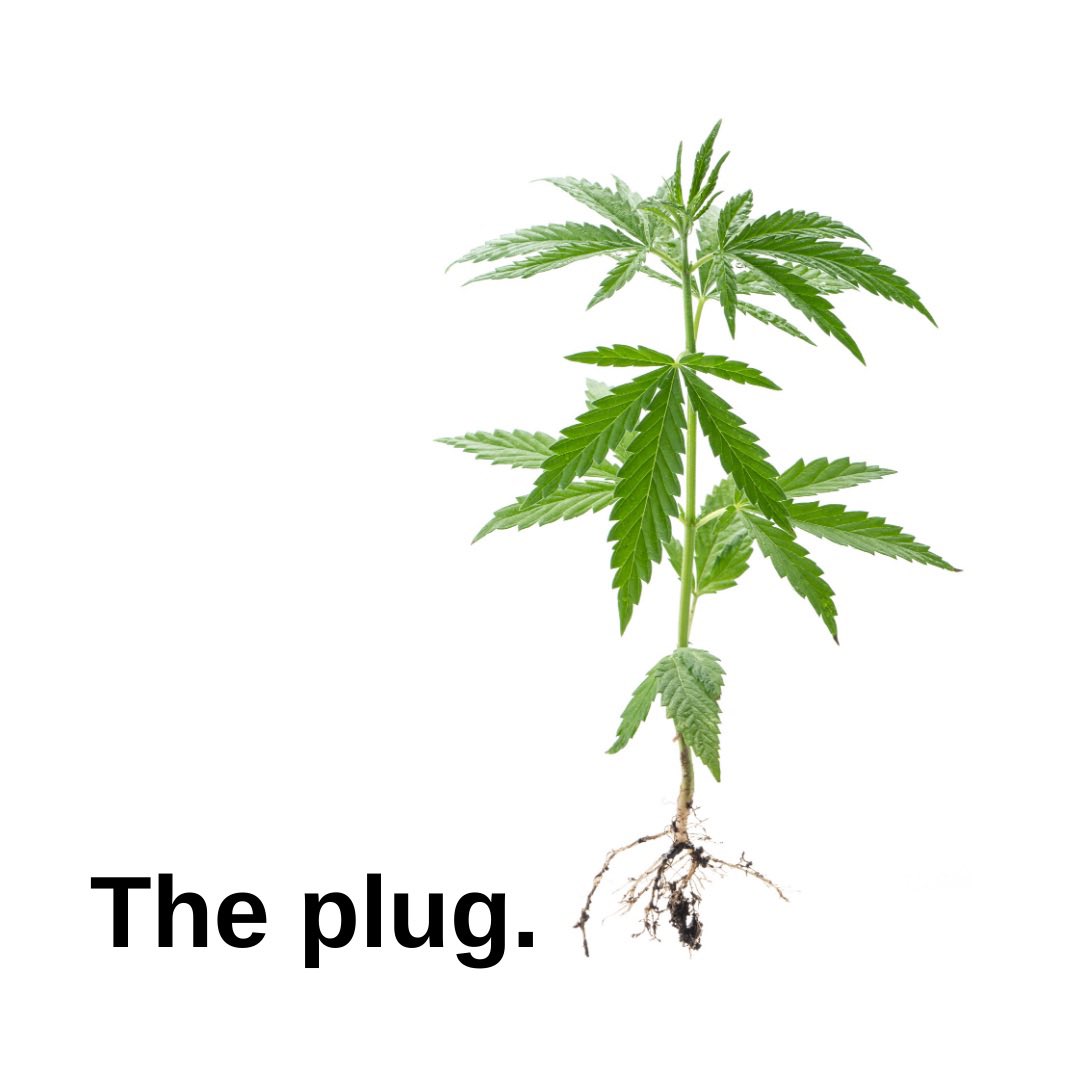 ThePlug_Hydro's tweet photo. Itโs designer Za when ya grow ya own. ๐๐ฑ
Shop https://t.co/rWDCDEk7uG
#GrowYourOwn
#BeThePlug https://t.co/b41Kea1Nh2