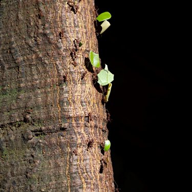 Normalem tweet media