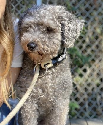 lichirescue's tweet photo. Two adorable small pups at TOH Wantagh #LongIsland
Adopt Pookie &amp; Roger 🙏#AdoptDontShop #smalldogs #adoptable #FostersSaveLives #adoptashelterdog https://t.co/o22fY4EzKV