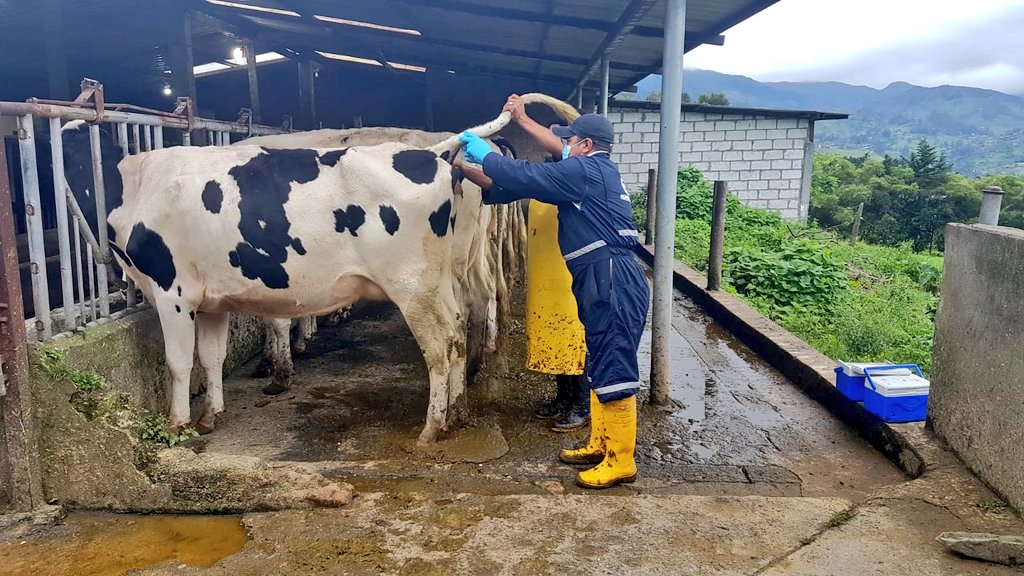 AgrocalidadZ7's tweet photo. #Loja | #Agrocalidad realiza supervisión de muestreo de bovinos con el objetivo de obtener recertificación de predio libre de brucelosis y tuberculosis; en la parroquia El Valle, sector Hacienda Los Alisos 
#PrevenciónSanitaria https://t.co/NggMR7RGE5