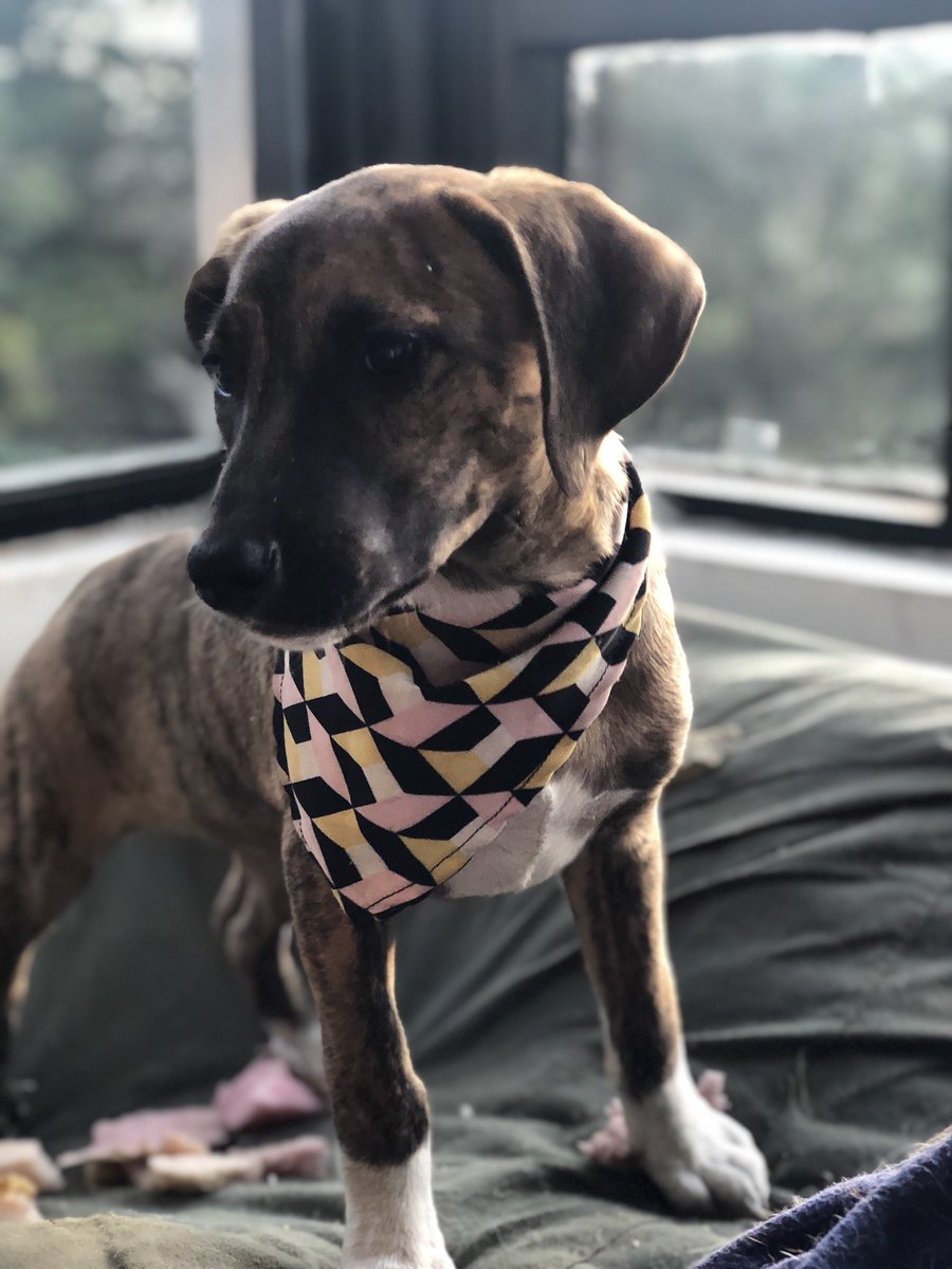 Manigua_'s tweet photo. Recuerdan los cachorros del barrio Egipto? Acá están: Jero y Cande están hermosos y grandes, buscan hogar juntos, son inseparables, amorosos y adorables, tamaño XL @Alcandelaria_ #AdoptaNoCompres #SegundasOportunidades #somosmestizos https://t.co/67uEIpciCn