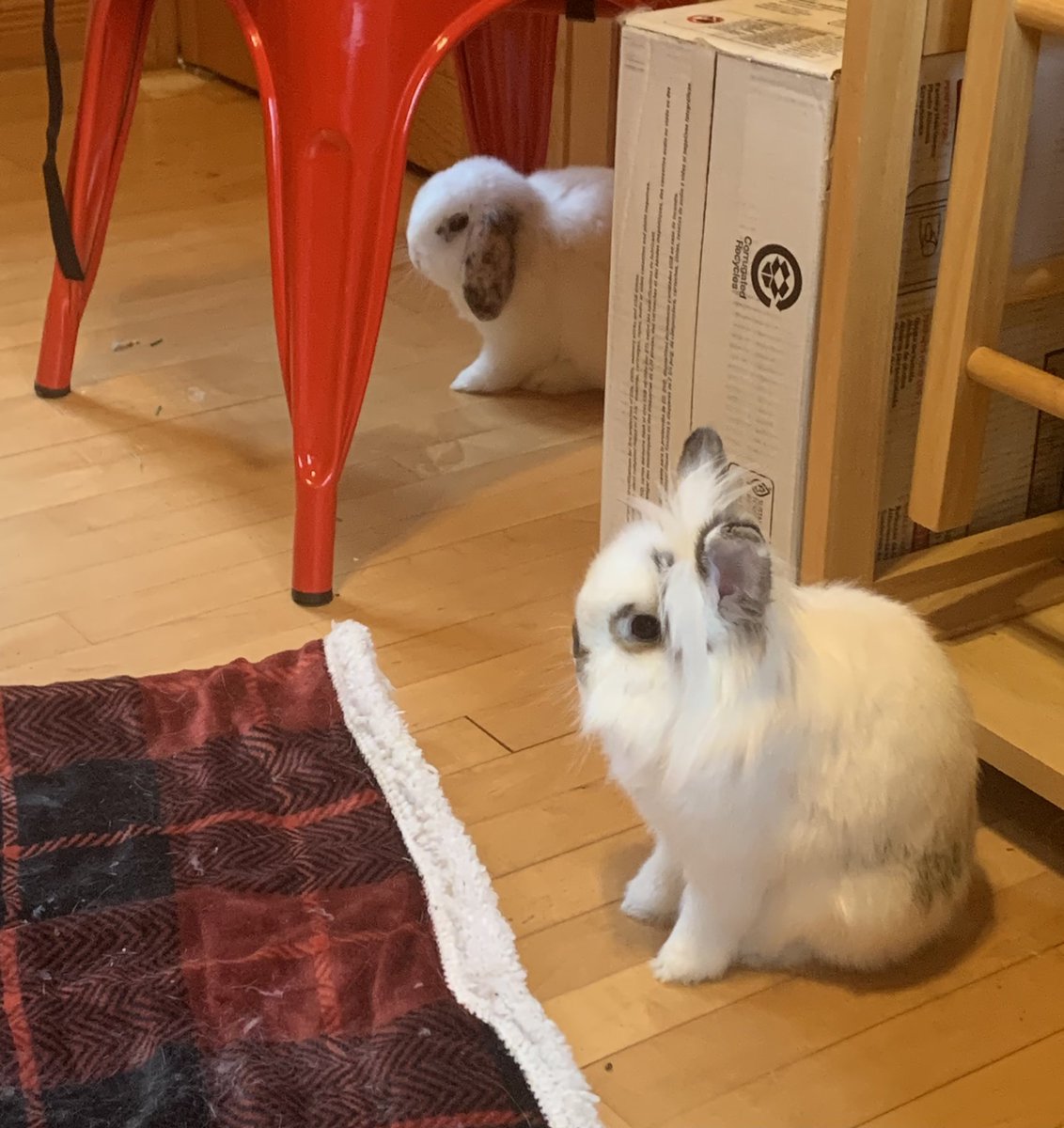 Ms_DeRochie's tweet image. Last lecture for #BIOL1 was today! 
I can’t believe how fast the semester has gone by. As with when I taught at Holy Trinity last Spring, I taught from home with my two teaching assistants (pictured 🐰). I’m going to miss my Monday lectures!
#CourseInstructor #SLC #Biology