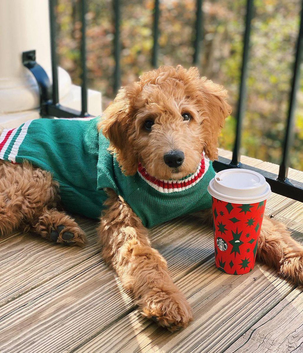 springgardenplace (@springgardenpl) on Twitter photo Everyone approves of the <a href="/Starbucks/">Starbucks</a> holiday drink menu 😉 🐶
📷 <a href="/StarbucksCanada/">Starbucks Canada</a>
#explore #lifestyleblog #doodlesofhalifax #coffeeadict #holidaydrinks #starbucks #novascotia #halifaxnoise <a href="/halifaxchamber/">Halifax Chamber</a> #puppy #whippedcream #puppuccino Everyone approves of the <a href="/Starbucks/">Starbucks</a> holiday drink menu 😉 🐶
📷 <a href="/StarbucksCanada/">Starbucks Canada</a>
#explore #lifestyleblog #doodlesofhalifax #coffeeadict #holidaydrinks #starbucks #novascotia #halifaxnoise <a href="/halifaxchamber/">Halifax Chamber</a> #puppy #whippedcream #puppuccino