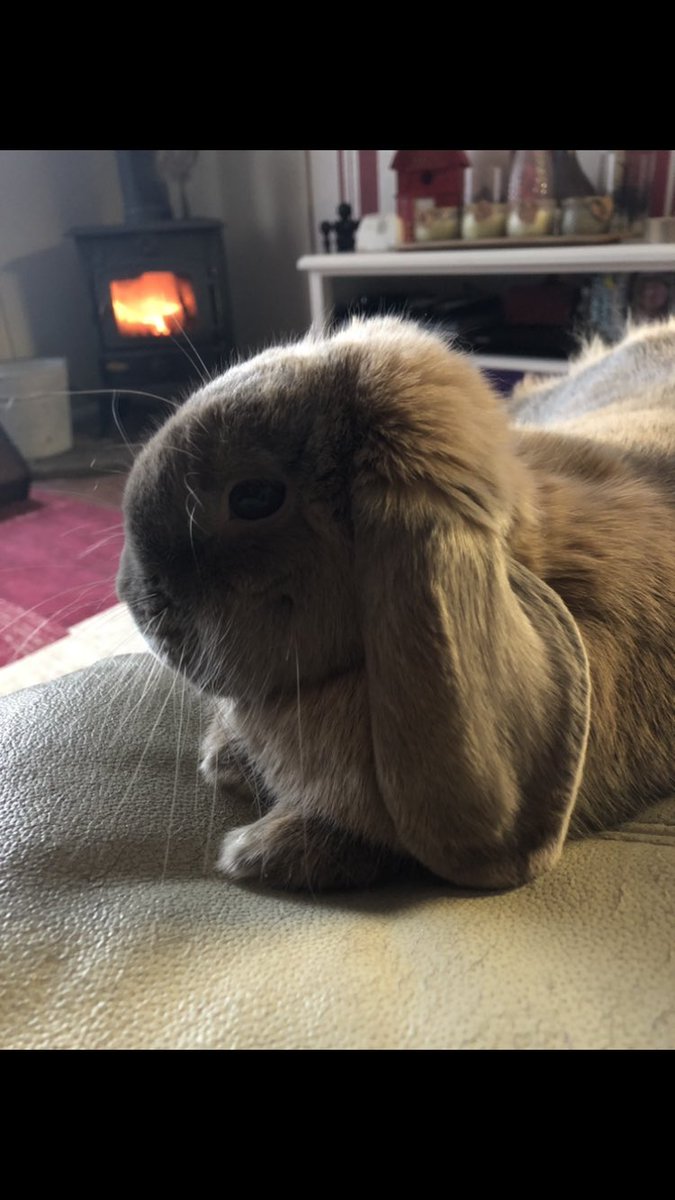 #winteronthefarmlive #winteronthefarm Keeping cosy by the fire during these cold days and nights ❄️🐰 <a href="/thejuleshudson/">@juleshudson</a> <a href="/HelenSkelton/">Helen Skelton</a> <a href="/CannonHallFarm/">Cannon Hall Farm</a> <a href="/OnTheFarmC5/">On the Farm</a>