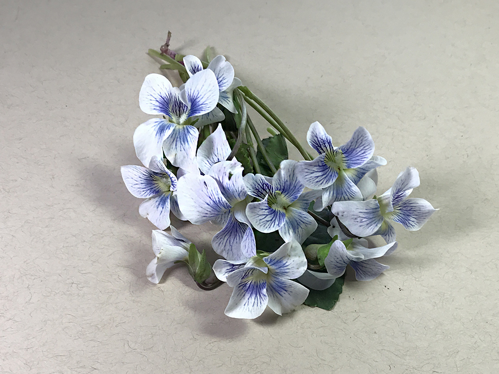 wneff's tweet photo. 136 years ago today, Marian Hooper #CloverAdams swallowed poison, ending what biographer @natalieanneDY has characterized as a "gilded, heartbreaking life." Her favorite white violets aren't easy to find in December; we pressed a few this past summer to take to #RockCreekCemetery https://t.co/rjFU2FmVGX