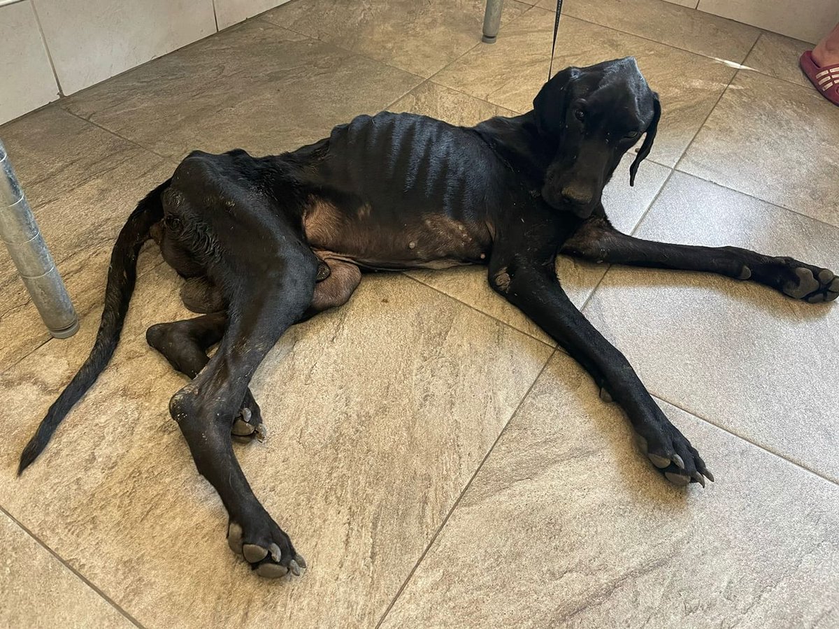 Left to die on the street. 
Wish we could save them all