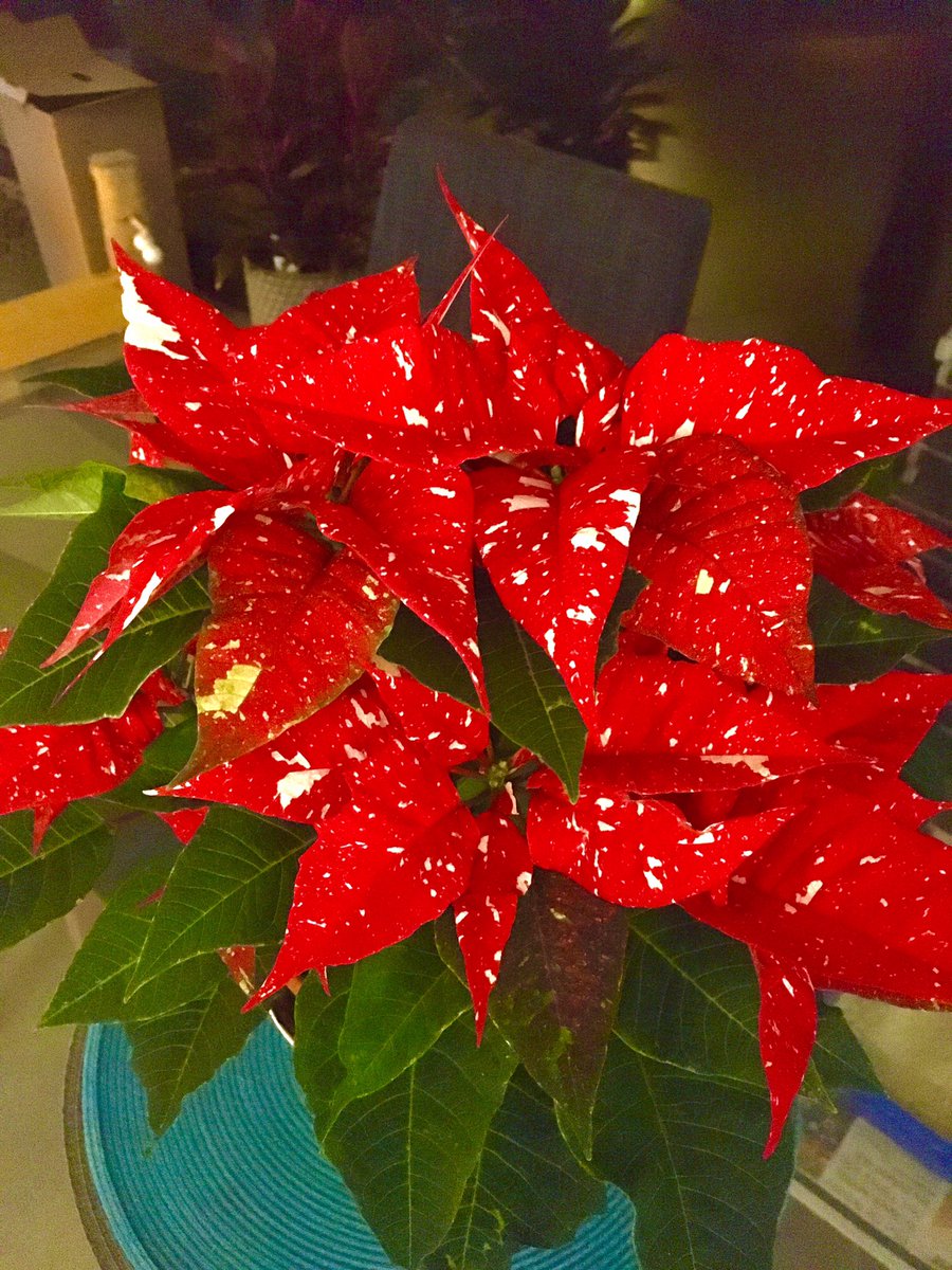 SusanHVeggies's tweet photo. Been to Woodthorpe Grange plant shop for a little bit of Christmas. Underneath all the moss are some sleepy hyacinths #nutritioncoach1 #Christmas #pointsettia #hyacinth #supportsmallbusiness #shoplocal #supportlocal #mapperly #Nottingham https://t.co/LFAq65dwum