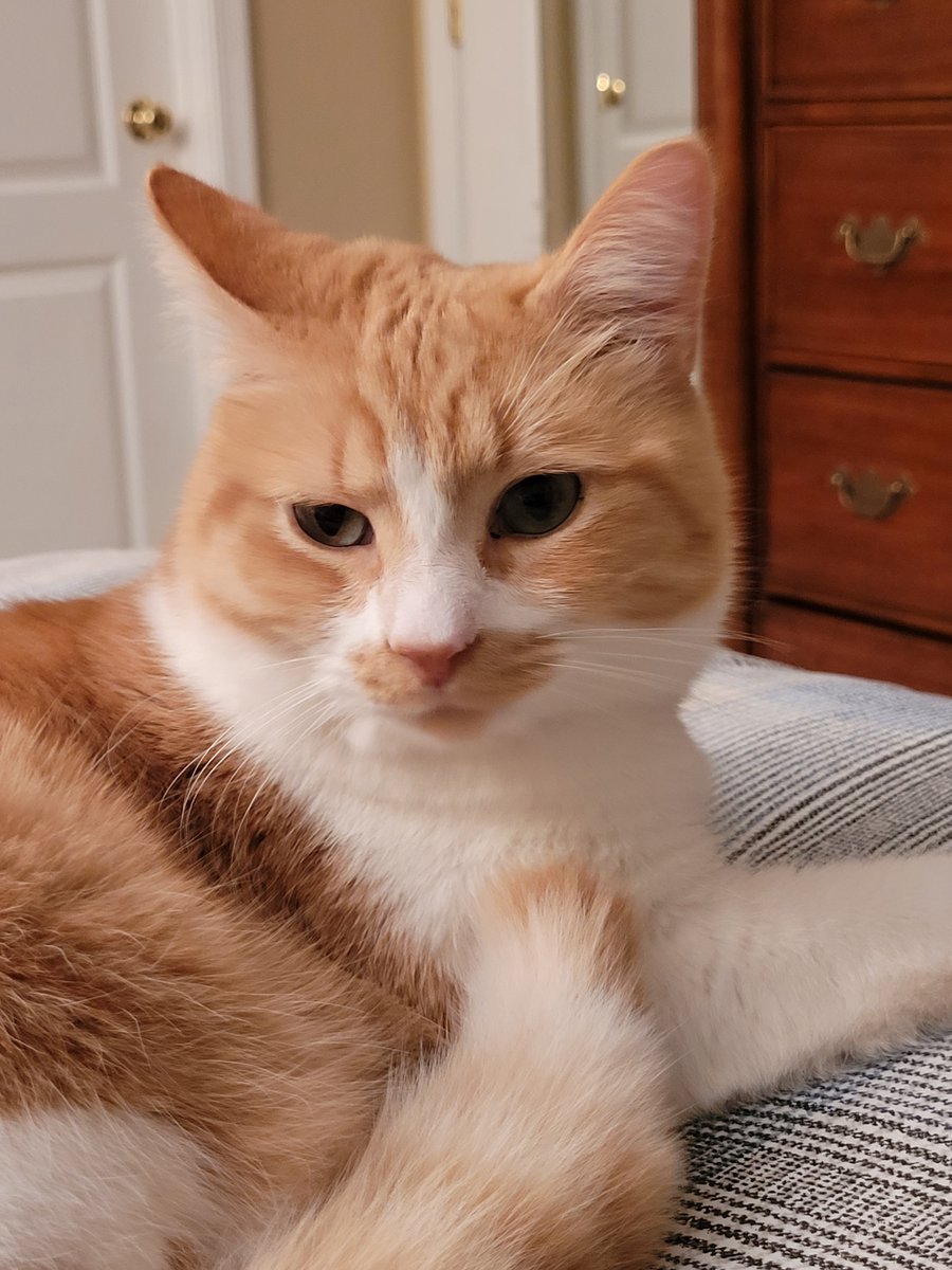 Welcoming Deuce to the family. He has big paws to fill. #cats #CatsofTwitter