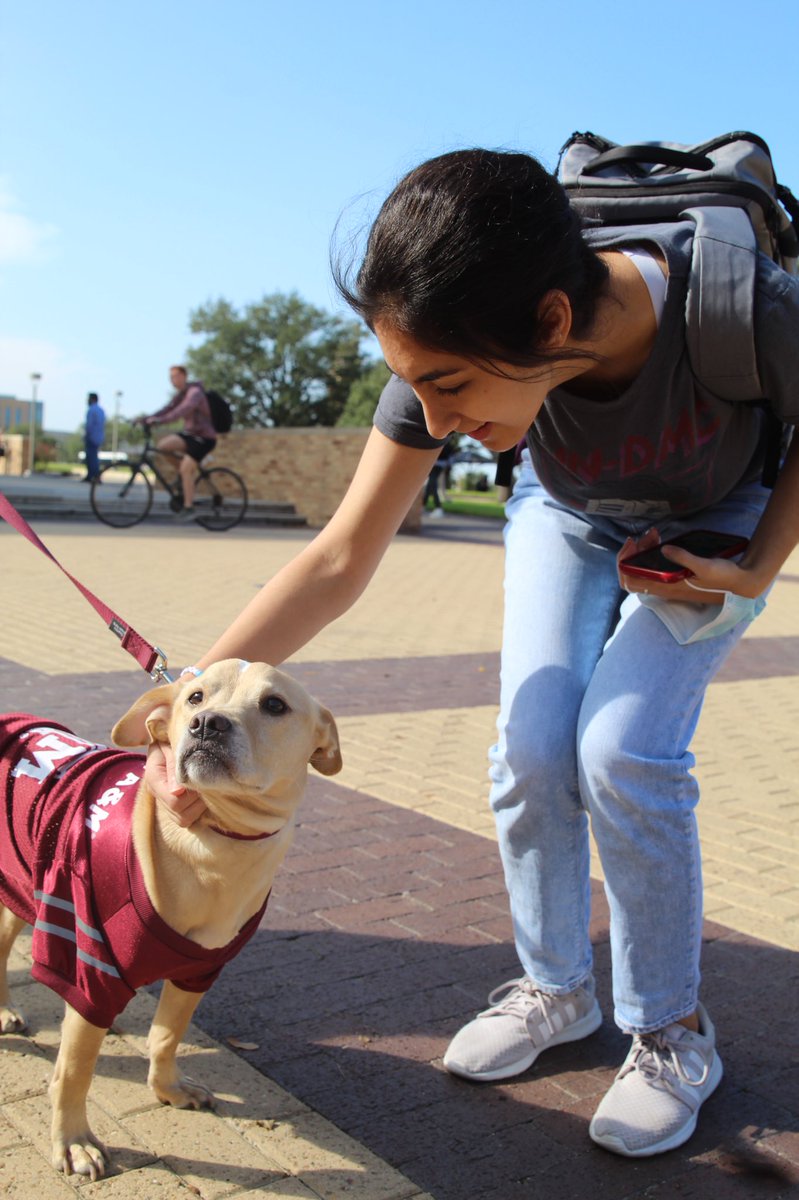 2024aggies's tweet photo. A Walk in the Plaza was a huge success! We hope it helped you destress and take a break before finals! Shout out to Zatara for being the best pup 🐕. @TAMU #tamu #tamu2024 https://t.co/Evr0JAIhCw
