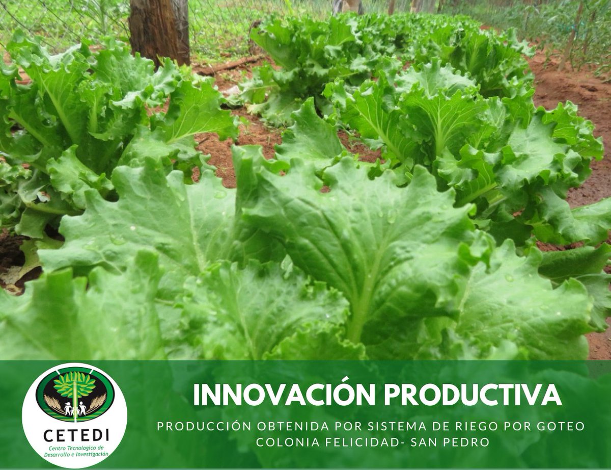 CetediRse's tweet photo. Gracias a la implementación de un sistema de riego por goteo y la asistencia continua de los técnicos de CETEDI logra producir de manera continua distintas  variedades de hortalizas que comercializa en su comunidad, generando un ingreso económico importante.

#ODS #paraguay #RSE https://t.co/aTYihKw06t