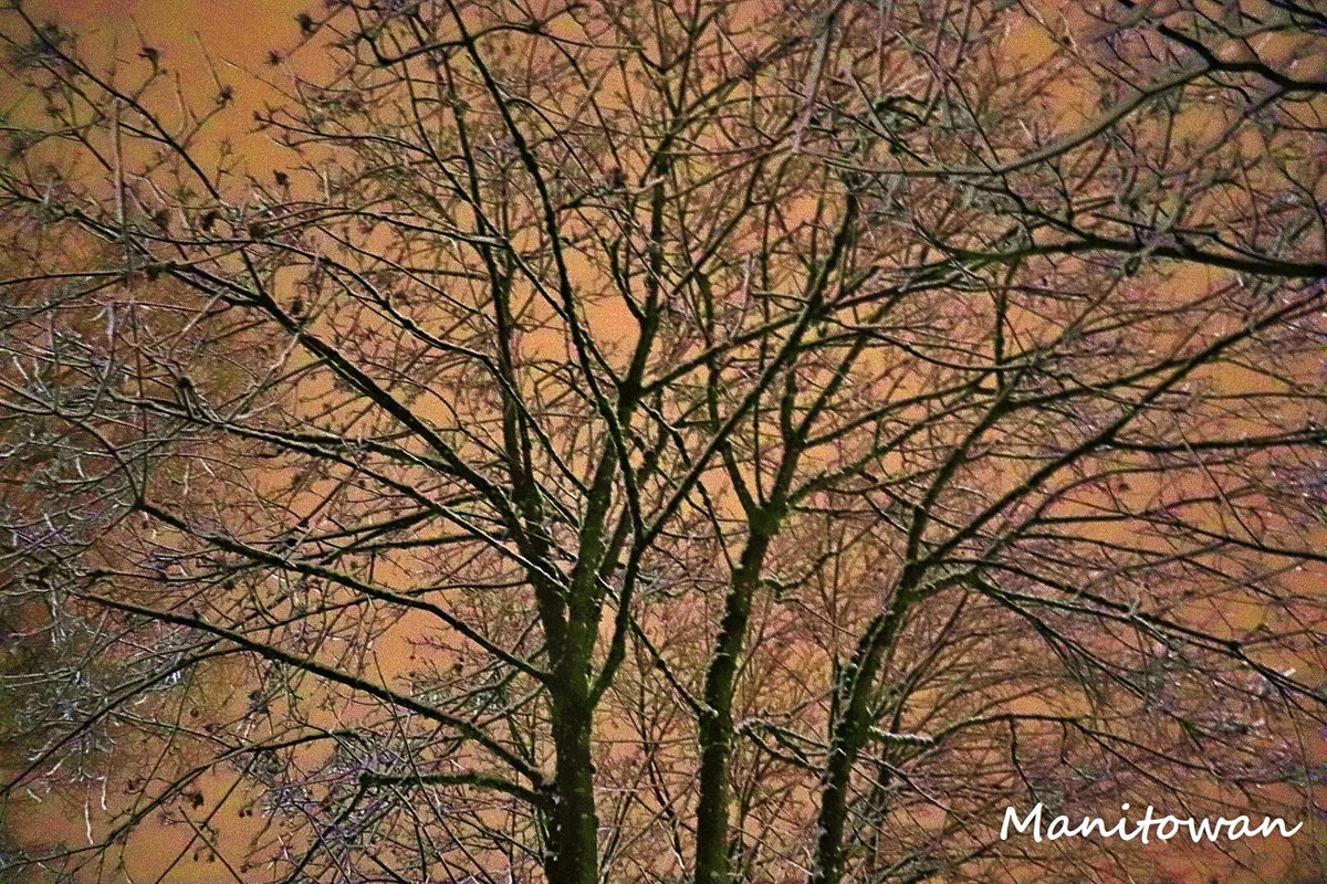 Manitowan's tweet photo. #Nature applied her highlights this morning and they look spectacular! 1st Dec Snow 2021 British Columbia Mainland #newwest @kathcupe #naturelovers #snowtips #airspace https://t.co/6veerSpUie