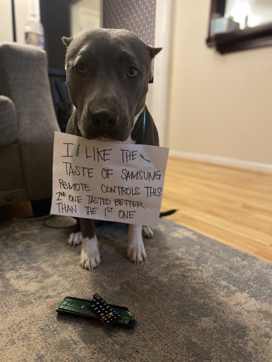 Tasty Remotes - My big college brother came home... #pitbull #dogshaming dogshaming.com/2021/12/tasty-…