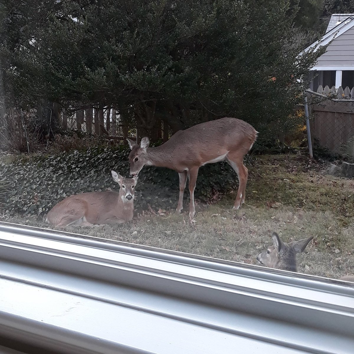 Burgi323's tweet photo. Can't really be bothered by a watching human. 
🧐🦌🦌🦌👀
#DeerReport #MiCasaEsSuCasa https://t.co/tia5fEGkQ9