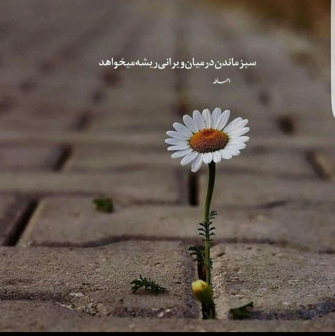 farid rasekh (@farid_rasekh) on Twitter photo 