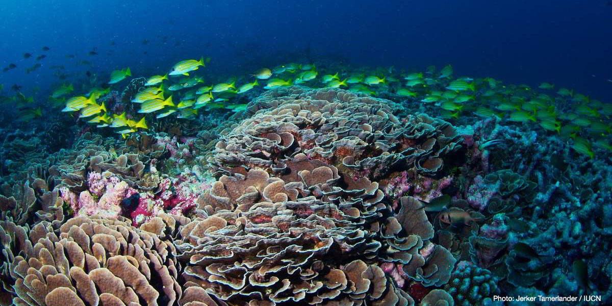 IUCN (@iucn) on Twitter photo NEWS: All coral reefs in the Western Indian Ocean at high risk of collapse within 50 years bit.ly/3lEkaAc <a href="/cordioea/">CORDIO East Africa</a> <a href="/redlisteco/">Red List of Ecosystems</a> #CoralReefs NEWS: All coral reefs in the Western Indian Ocean at high risk of collapse within 50 years bit.ly/3lEkaAc <a href="/cordioea/">CORDIO East Africa</a> <a href="/redlisteco/">Red List of Ecosystems</a> #CoralReefs